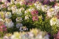 The flower is named cleome sparkler mix in the garden because of the experimental plot. in Thailand during the winter flowers are Royalty Free Stock Photo