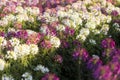 The flower is named cleome sparkler mix in the garden because of the experimental plot. in Thailand during the winter flowers are Royalty Free Stock Photo