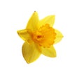 Flower Narcissus macro photo isolated on white background Royalty Free Stock Photo