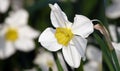 Flower Narcissus poetic close-up