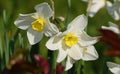 Flower Narcissus poetic close-up