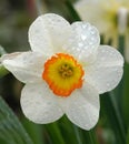 Flower Narcissus poetic close-up