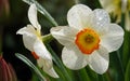 Flower Narcissus poetic close-up