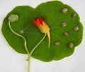 Flower of nasturtium with seeds on rounded green leaf. Bright red flower with unripe seed and many ripe seeds on green background