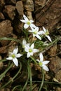 Flower at natural areas