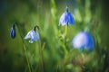 Flower natural plant beautiful grass