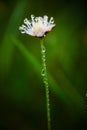 Flower natural plant beautiful grass