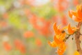 The flower in nature background