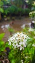 flower nature beauty green gardenflower Royalty Free Stock Photo