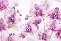 Flower nature floral pink plant blossom white orchid bloom background background Royalty Free Stock Photo