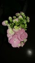 Hortencia flower Royalty Free Stock Photo
