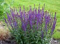 The flowerbed between the sidewalk and the roadway of the street is planted with flowers of purple and blue purple Royalty Free Stock Photo