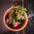 Pink flowers with green leaves