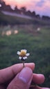 Flower, nature, Javanese, edit