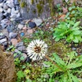 Flower nature land weed white brown