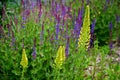 Salvia nemorosa Eremurus stenophyllus prairie flower bed with large sage perennials and tall yellow tips that bloom gradually from