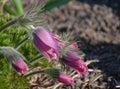 Spring flower with dense white hair called pasque flower Pulsatilla vulgaris Rubra buds and leaves in clump on flowerbed of sun Royalty Free Stock Photo