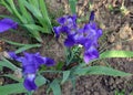 Flower, nature, purple, blue, plant, iris, spring, green, flowers, violet, summer, flora, garden, blossom, beautiful, macro, bloom Royalty Free Stock Photo