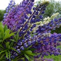 Flower, nature, purple, plants, flowers, spring, green, blue, garden, lavender, Lupin, field, flowering, flowering, floral, pink, Royalty Free Stock Photo
