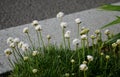 Armeria maritima alba rock garden, a perennial for a sunny location. It consists of turf-shaped hills, stones on a rock white Royalty Free Stock Photo