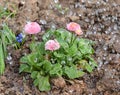 Flower, nature, spring, grass, green, white, flowers, plant, yellow, daisy, summer, garden, field, blossom, meadow, flora, wild, b Royalty Free Stock Photo