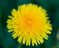 Dandelion yellow flower. Royalty Free Stock Photo