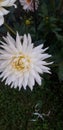 Flower natyre vilage white grean Royalty Free Stock Photo