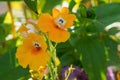Flower. Nemesia. Botanical Garden. Gardening Royalty Free Stock Photo