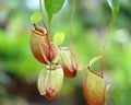 Flower Nepenthes