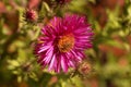 New England aster Symphyotrichum novae angliae Royalty Free Stock Photo