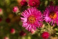 New England aster Symphyotrichum novae angliae Royalty Free Stock Photo