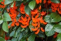 Flower of New Guinea creeper, Red Lade Vine in the garden