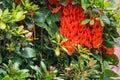 Flower of New Guinea creeper, Red Lade Vine in the garden