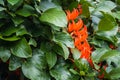 Flower of New Guinea creeper, Red Lade Vine in the garden