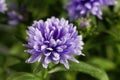 New York Aster Symphyotrichum novi-belgii