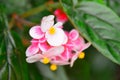 Begonia Flower in New Zealand Garden Royalty Free Stock Photo