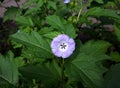 Flower of Nicandra Physalodes in the garden.