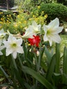 Raj lily Flower