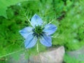 Blue flower chernushka Royalty Free Stock Photo