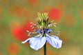 Flower of Nigella gallica, a wildland weedy plant