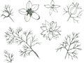 Flower Nigella Vector hand drawn floral set isolated on white background