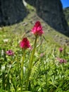 Flower of Nigritella rubra in Carpathians