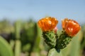 Flower of nopal cactus Royalty Free Stock Photo