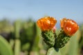 Flower of nopal cactus