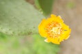 Flower of nopal cactus.