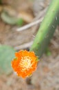 Flower of nopal cactus.