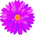 Flower with numerous bright purple petals on white background