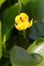 The flower of Nuphar japonica