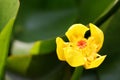 The flower of Nuphar japonica