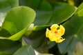 The flower of Nuphar japonica